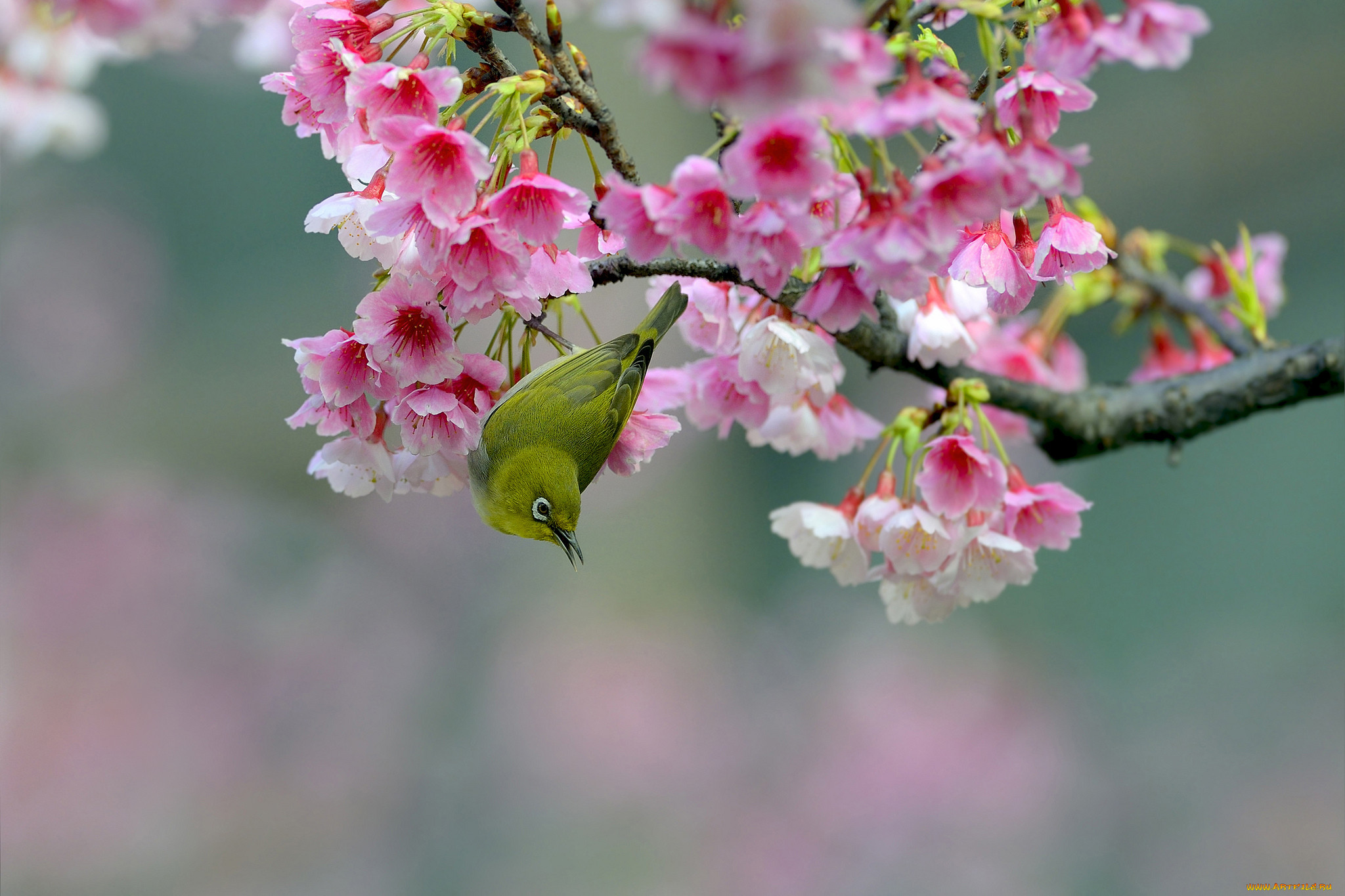 Цветы на ветке. Японская белоглазка на Сакуре. Птицы на Сакуре. Весенние птички. Птица на ветке.